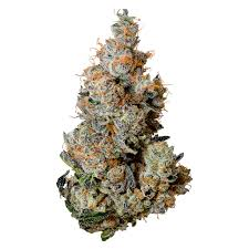 TRIBAL TRIPLE BURGER 3.5g Dried Flower